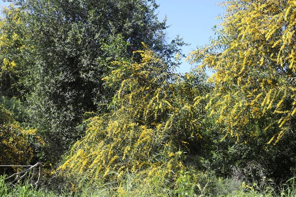 Şehir parkında çiçek açan mimoza ağacı. Sarı akasya çiçekleri güneşli bir bahar gününde 