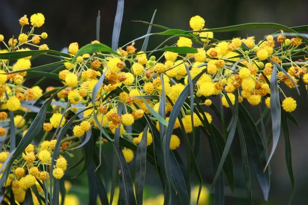 Şehir parkında çiçek açan mimoza ağacı. Sarı akasya çiçekleri güneşli bir bahar gününde 