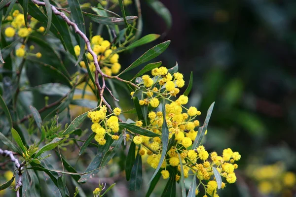 Şehir parkında çiçek açan mimoza ağacı. Sarı akasya çiçekleri güneşli bir bahar gününde 