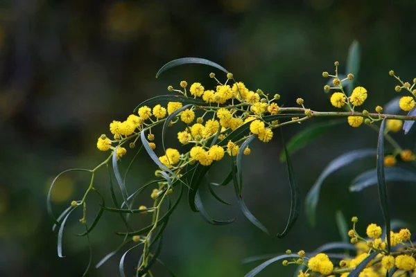 Şehir parkında çiçek açan mimoza ağacı. Sarı akasya çiçekleri güneşli bir bahar gününde 