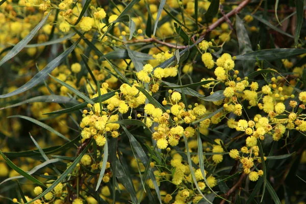 Şehir parkında çiçek açan mimoza ağacı. Sarı akasya çiçekleri güneşli bir bahar gününde 