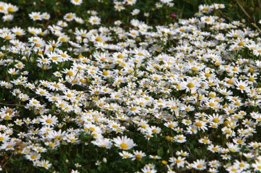 Kuzey İsrail 'de ilkbaharda bir şehir parkındaki çayırda vahşi papatya çiçekleri açıyor. 