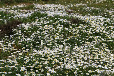 Kuzey İsrail 'de ilkbaharda bir şehir parkındaki çayırda vahşi papatya çiçekleri açıyor. 