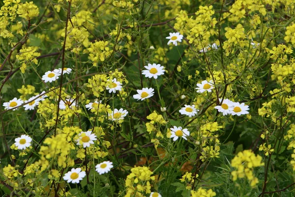wild chamomile blooms in a meadow in a city park in spring in northern Israel