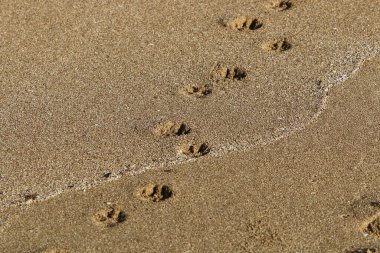 İsrail 'in kuzeyinde Akdeniz' de kumlu bir sahilde ayak izleri. 