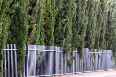 Yüksek çit boyunca yeşil bitkiler ve çiçekler büyür. Şehir parkında bakımlı çitler.. 