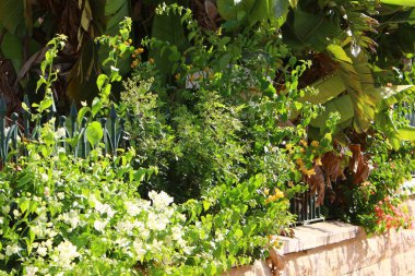 Yüksek çit boyunca yeşil bitkiler ve çiçekler büyür. Şehir parkında bakımlı çitler.. 