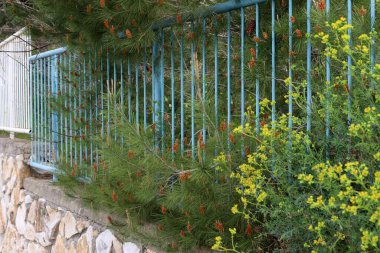 Yüksek çit boyunca yeşil bitkiler ve çiçekler büyür. Şehir parkında bakımlı çitler.. 