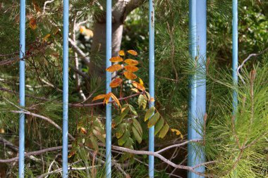 Yüksek çit boyunca yeşil bitkiler ve çiçekler büyür. Şehir parkında bakımlı çitler.. 