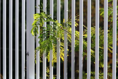 Yüksek çit boyunca yeşil bitkiler ve çiçekler büyür. Şehir parkında bakımlı çitler.. 