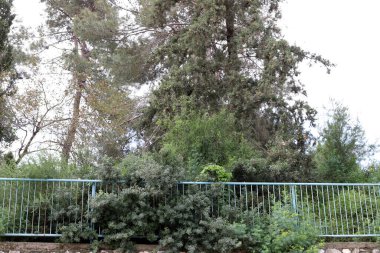 Yüksek çit boyunca yeşil bitkiler ve çiçekler büyür. Şehir parkında bakımlı çitler.. 