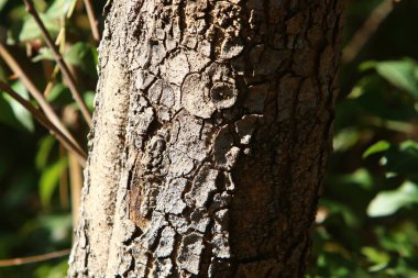 Büyük ağaç gövdesi ve ağaç kabuğu dokusu. İsrail 'de bir ormandaki ağaç kabuğunun kabuklu dokusu. 