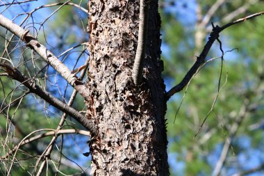 Büyük ağaç gövdesi ve ağaç kabuğu dokusu. İsrail 'de bir ormandaki ağaç kabuğunun kabuklu dokusu. 