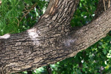Büyük ağaç gövdesi ve ağaç kabuğu dokusu. İsrail 'de bir ormandaki ağaç kabuğunun kabuklu dokusu. 
