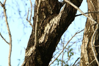 Büyük ağaç gövdesi ve ağaç kabuğu dokusu. İsrail 'de bir ormandaki ağaç kabuğunun kabuklu dokusu. 