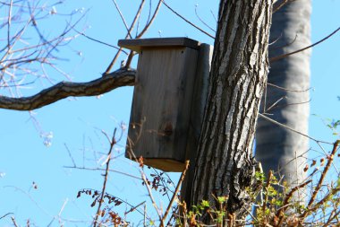 Büyük ağaç gövdesi ve ağaç kabuğu dokusu. İsrail 'de bir ormandaki ağaç kabuğunun kabuklu dokusu. 