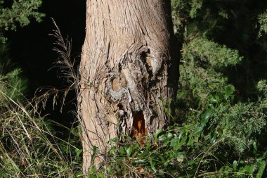 Büyük ağaç gövdesi ve ağaç kabuğu dokusu. İsrail 'de bir ormandaki ağaç kabuğunun kabuklu dokusu. 