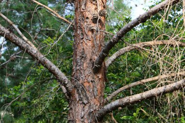 Büyük ağaç gövdesi ve ağaç kabuğu dokusu. İsrail 'de bir ormandaki ağaç kabuğunun kabuklu dokusu. 