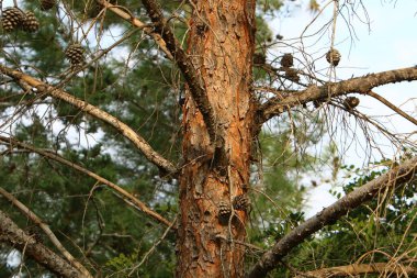 Büyük ağaç gövdesi ve ağaç kabuğu dokusu. İsrail 'de bir ormandaki ağaç kabuğunun kabuklu dokusu. 