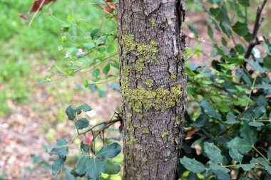 Büyük ağaç gövdesi ve ağaç kabuğu dokusu. İsrail 'de bir ormandaki ağaç kabuğunun kabuklu dokusu. 