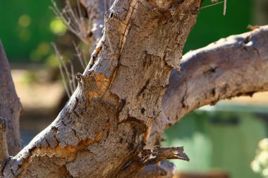 Büyük ağaç gövdesi ve ağaç kabuğu dokusu. İsrail 'de bir ormandaki ağaç kabuğunun kabuklu dokusu. 