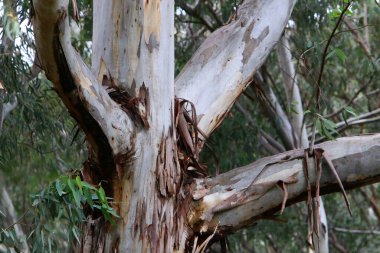 Büyük ağaç gövdesi ve ağaç kabuğu dokusu. İsrail 'de bir ormandaki ağaç kabuğunun kabuklu dokusu. 