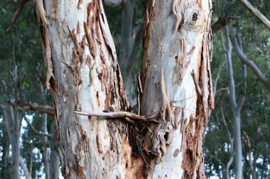Büyük ağaç gövdesi ve ağaç kabuğu dokusu. İsrail 'de bir ormandaki ağaç kabuğunun kabuklu dokusu. 