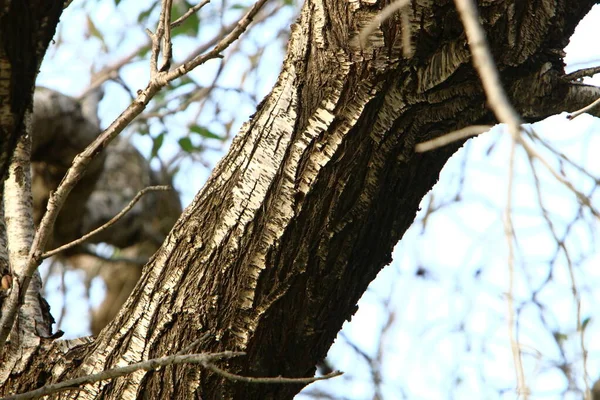 Büyük ağaç gövdesi ve ağaç kabuğu dokusu. İsrail 'de bir ormandaki ağaç kabuğunun kabuklu dokusu. 