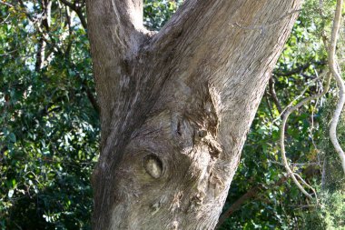 Büyük ağaç gövdesi ve ağaç kabuğu dokusu. İsrail 'de bir ormandaki ağaç kabuğunun kabuklu dokusu. 