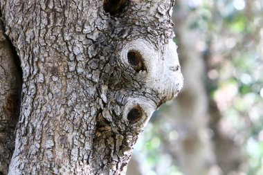 Büyük ağaç gövdesi ve ağaç kabuğu dokusu. İsrail 'de bir ormandaki ağaç kabuğunun kabuklu dokusu. 