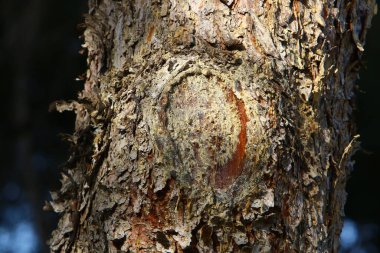 Büyük ağaç gövdesi ve ağaç kabuğu dokusu. İsrail 'de bir ormandaki ağaç kabuğunun kabuklu dokusu. 