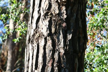 Büyük ağaç gövdesi ve ağaç kabuğu dokusu. İsrail 'de bir ormandaki ağaç kabuğunun kabuklu dokusu. 