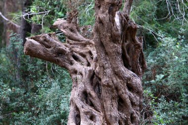 Büyük ağaç gövdesi ve ağaç kabuğu dokusu. İsrail 'de bir ormandaki ağaç kabuğunun kabuklu dokusu. 