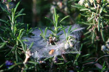 Örümcek ağı - örümceklerden oluşan ağ bir şehir parkındaki bitkilerin yeşil dallarına kapanır 