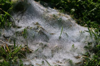 Örümcek ağı - örümceklerden oluşan ağ bir şehir parkındaki bitkilerin yeşil dallarına kapanır 
