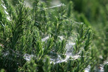 Örümcek ağı - örümceklerden oluşan ağ bir şehir parkındaki bitkilerin yeşil dallarına kapanır 