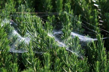 Örümcek ağı - örümceklerden oluşan ağ bir şehir parkındaki bitkilerin yeşil dallarına kapanır 