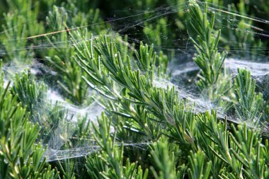 Örümcek ağı - örümceklerden oluşan ağ bir şehir parkındaki bitkilerin yeşil dallarına kapanır 