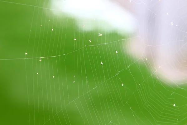 Cobweb Trapping Web Spiders Close Green Branches Plants City Park — Stock Photo, Image