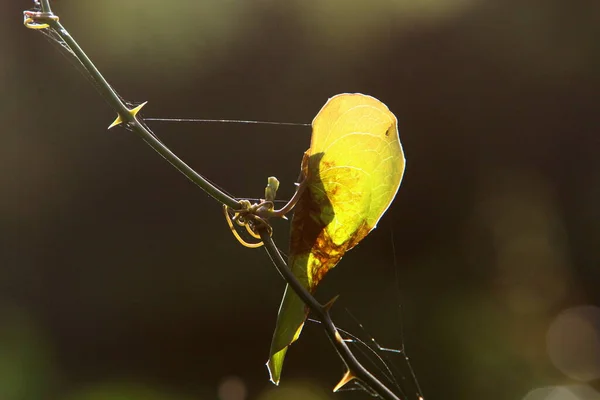 Cobweb Fånga Nät Spindlar Nära Gröna Grenar Växter Stadspark — Stockfoto