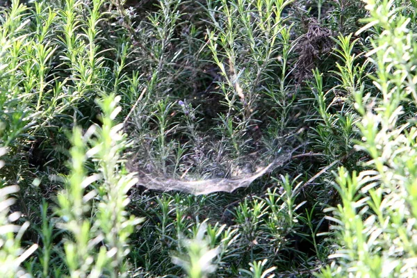 Cobweb Fånga Nät Spindlar Nära Gröna Grenar Växter Stadspark — Stockfoto