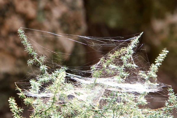 Cobweb Prendendo Teia Aranhas Fecham Ramos Verdes Fábricas Parque Cidade — Fotografia de Stock