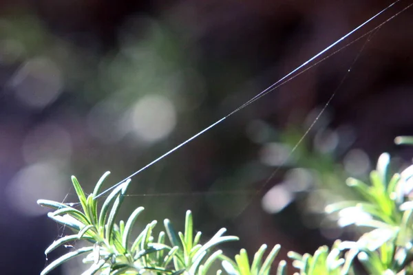 Cobweb Trapping Web Spiders Close Green Branches Plants City Park — Stock Photo, Image