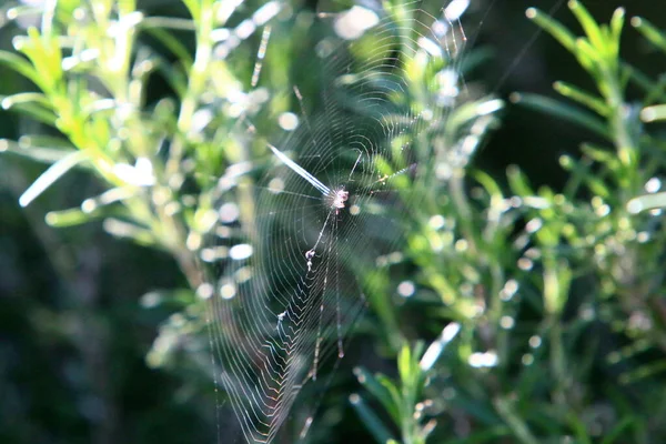 Örümcek Ağı Örümceklerden Oluşan Bir Şehir Parkındaki Bitkilerin Yeşil Dallarına — Stok fotoğraf