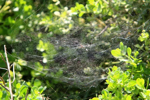 Cobweb Réseau Piégeage Des Araignées Près Des Branches Vertes Des — Photo