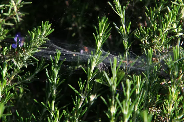 Cobweb Prendendo Teia Aranhas Fecham Ramos Verdes Fábricas Parque Cidade — Fotografia de Stock