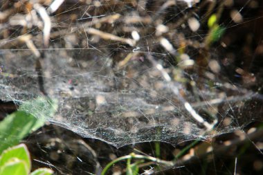 Örümcek ağı - örümceklerden oluşan ağ bir şehir parkındaki bitkilerin yeşil dallarına kapanır 