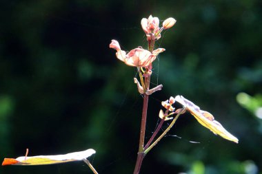 Örümcek ağı - örümceklerden oluşan ağ bir şehir parkındaki bitkilerin yeşil dallarına kapanır 