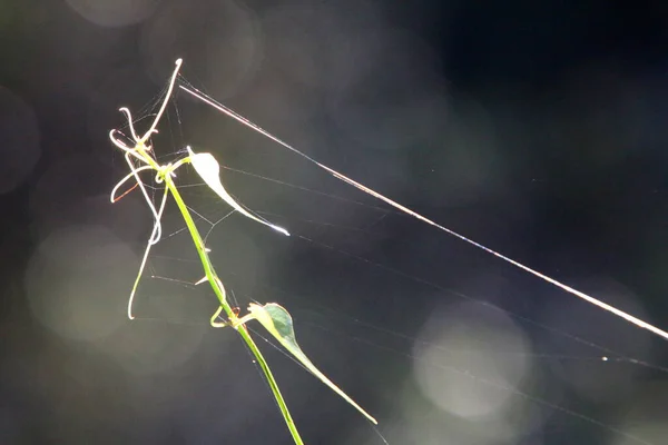 Cobweb 市内公園の植物の緑の枝にクモの巣を閉じ込めます — ストック写真