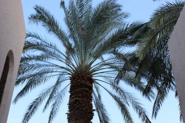 Kuzey İsrail 'de bir şehir parkında, bulutlu bir gökyüzüne karşı hurma ağacı tacı. 